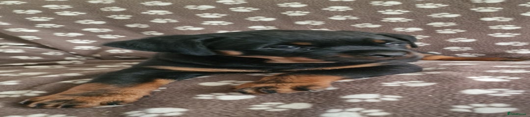 Rottweiler Puppy 9