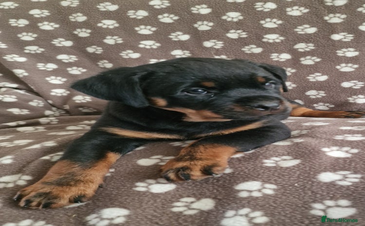 Rottweiler dogs - Advert 12