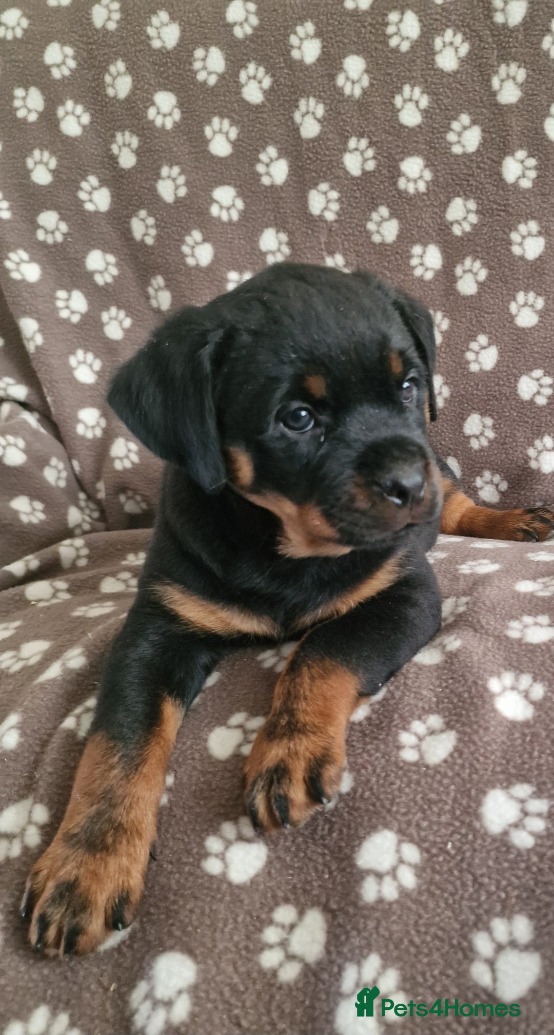 Rottweiler dogs for sale: Kc rottweiler puppies  - Image 1