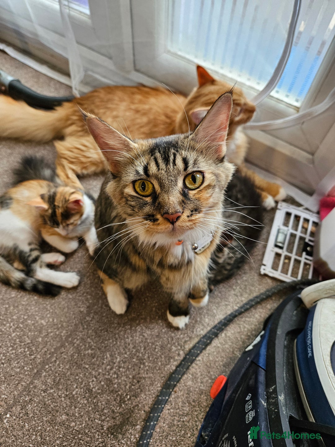 Maine Coon cats for sale: Maine Coon (parents not registered - family pet) - Image 6