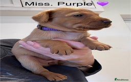 Labrador Retriever dogs for sale: Outstanding Fox Red Labrador Retriever Puppies  - Image 9