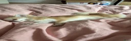 Chihuahua dogs for sale: 2 year old female chihuahua in Leeds - Advert 3