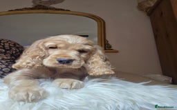 Cocker Spaniel dogs for sale: Beautiful and sweet puppy😊 - Image 30
