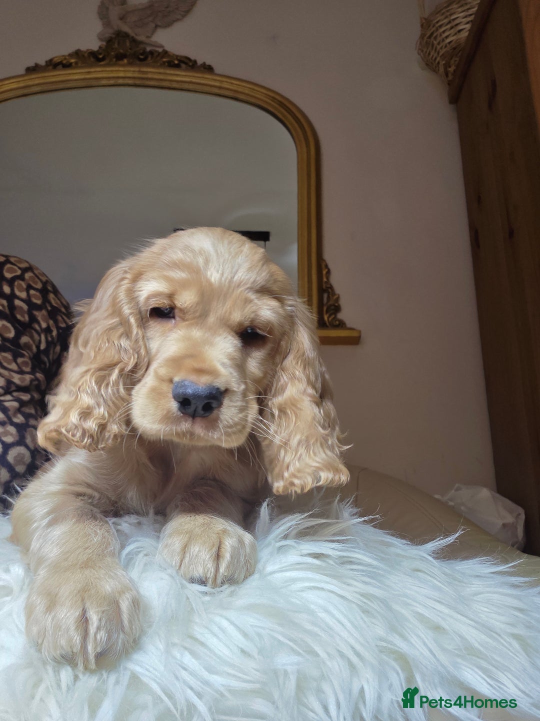 Cocker Spaniel dogs for sale: Beautiful and sweet puppy😊 - Image 30