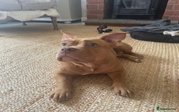 Mixed Breed dogs for sale: Pocket bully - Image 1