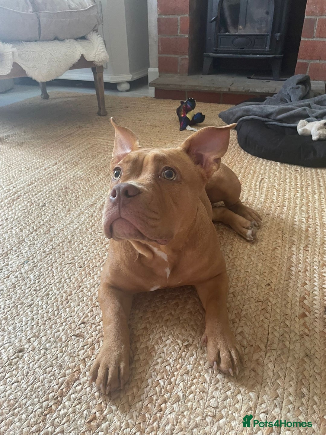 Mixed Breed dogs for sale: Pocket bully - Image 1