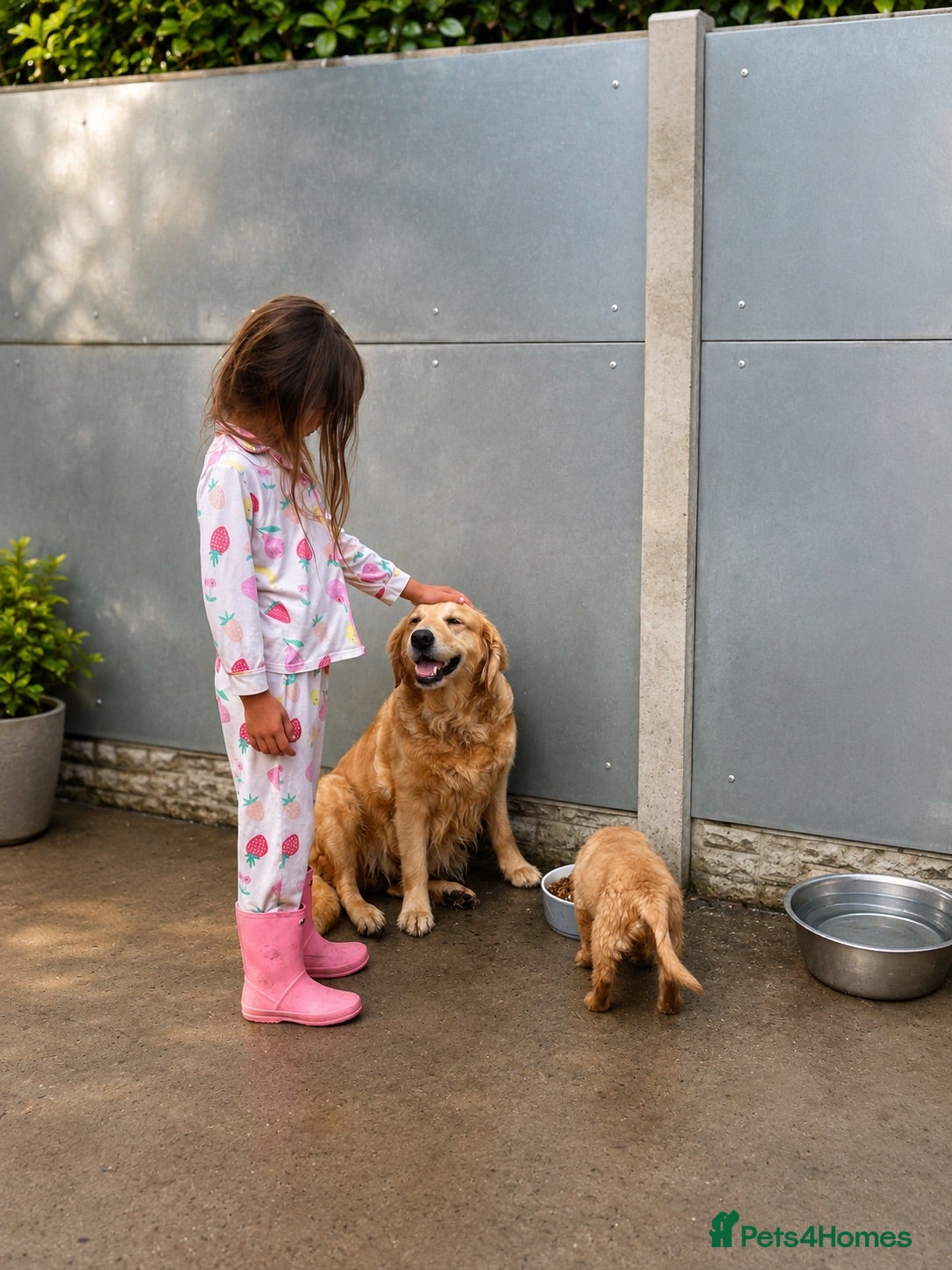 Golden Retriever dogs Kc extensively health tested boys and girls  - Advert 13