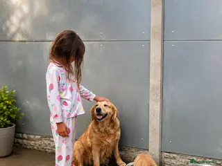 Golden Retriever dogs Kc extensively health tested boys and girls - Advert 13