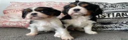 Cavalier King Charles Spaniel dogs for sale: Chocolate carrying Cavalire King Charles spaniels  - Advert 3