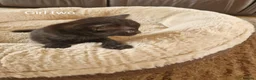 Domestic Shorthair cats for sale: Beautiful Domestic Shorthair Black Girl Kitten - Advert 5