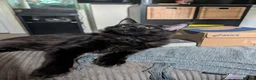 Maine Coon cats for sale: 3 male Mainecoons  - Advert 21