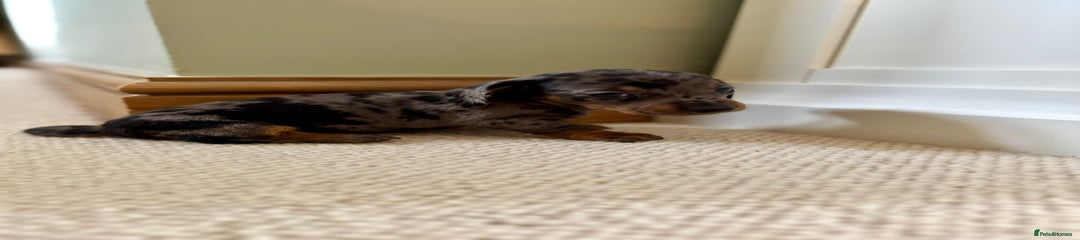 Miniature Dachshund Puppy 2