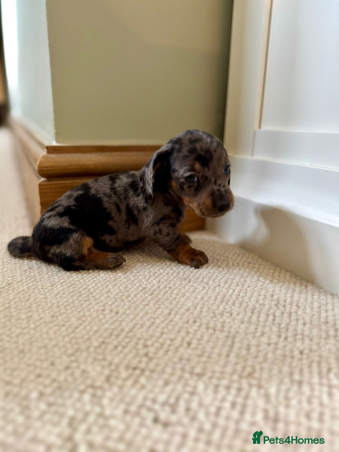 Miniature Dachshund dogs for sale: BEAUTIFUL MINIATURE DACHSHUNDS PUPPIES FOR SALE - Image 2