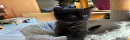 Mixed Breed cats for sale: Healthy , Energetic, Absolutely stunning 8  - Advert 21