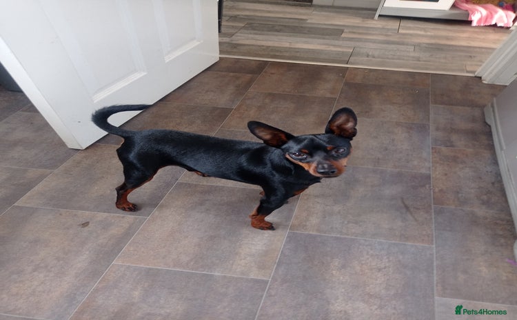Miniature Pinscher dogs - Advert 4