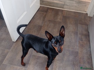 Miniature Pinscher dogs - Advert 2