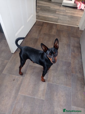 Miniature Pinscher dogs - Advert 1