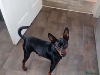 Miniature Pinscher dogs Kc registered male miniature pinsher stud - Advert 2