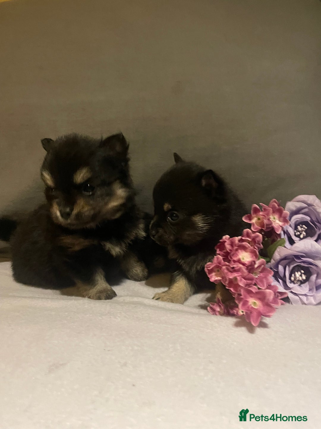 Pomchi dogs for sale: Miniature Pomchi puppies for sale - Advert 2