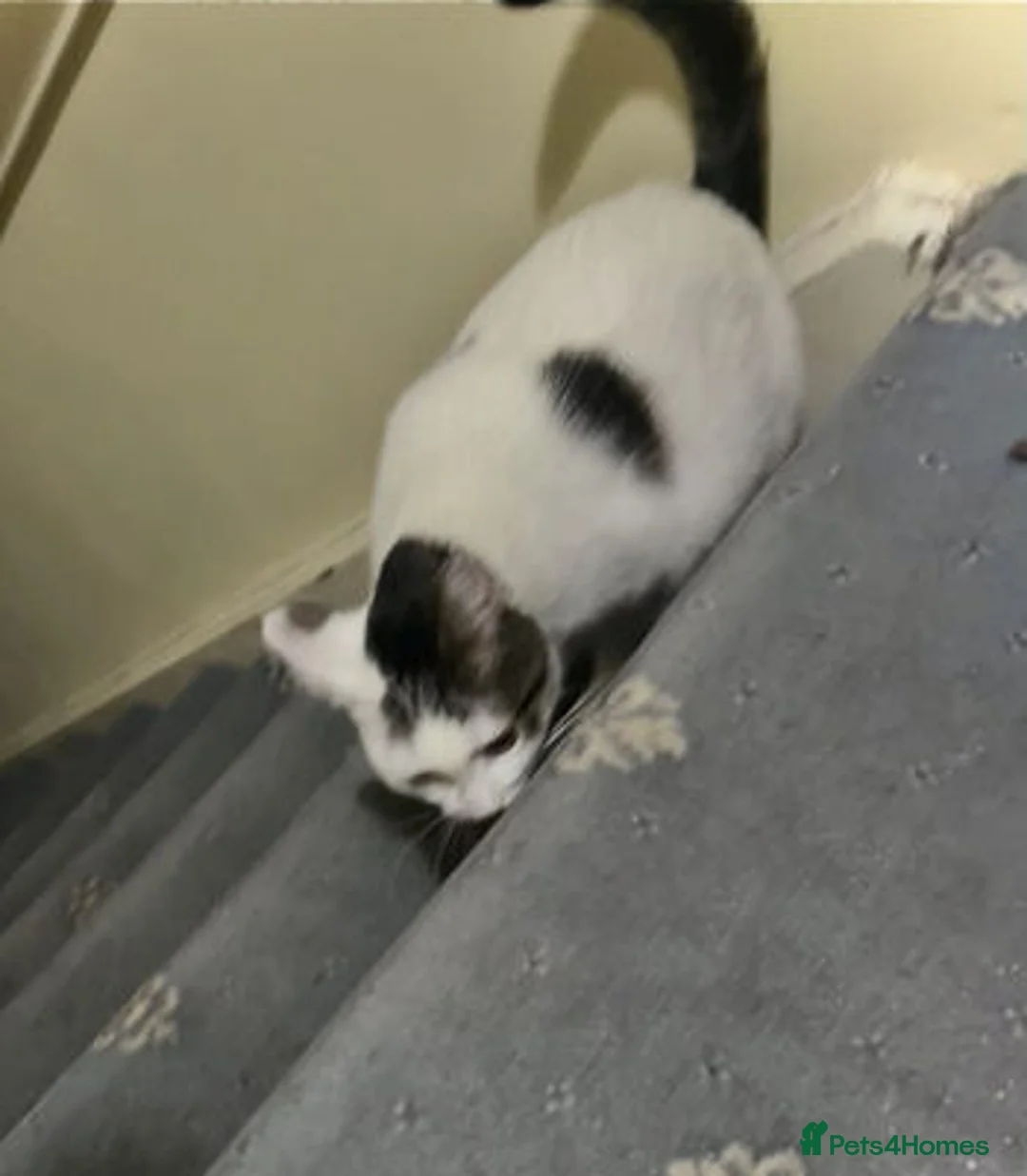 Mixed Breed cats for adoption: BELLA - Advert 8