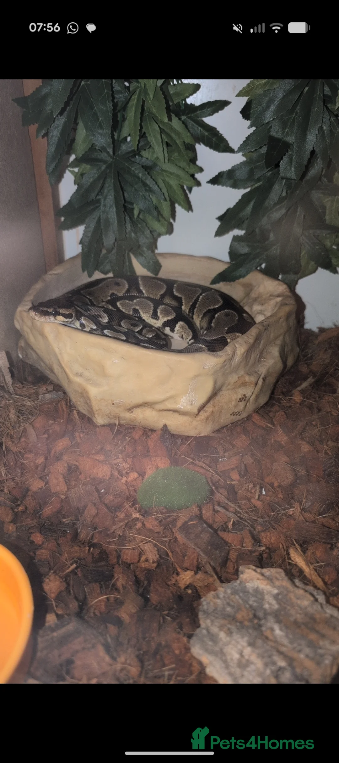 Python Snake reptiles for sale: Python  - Advert 1