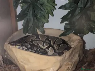 Python Snake reptiles Python - Advert 2