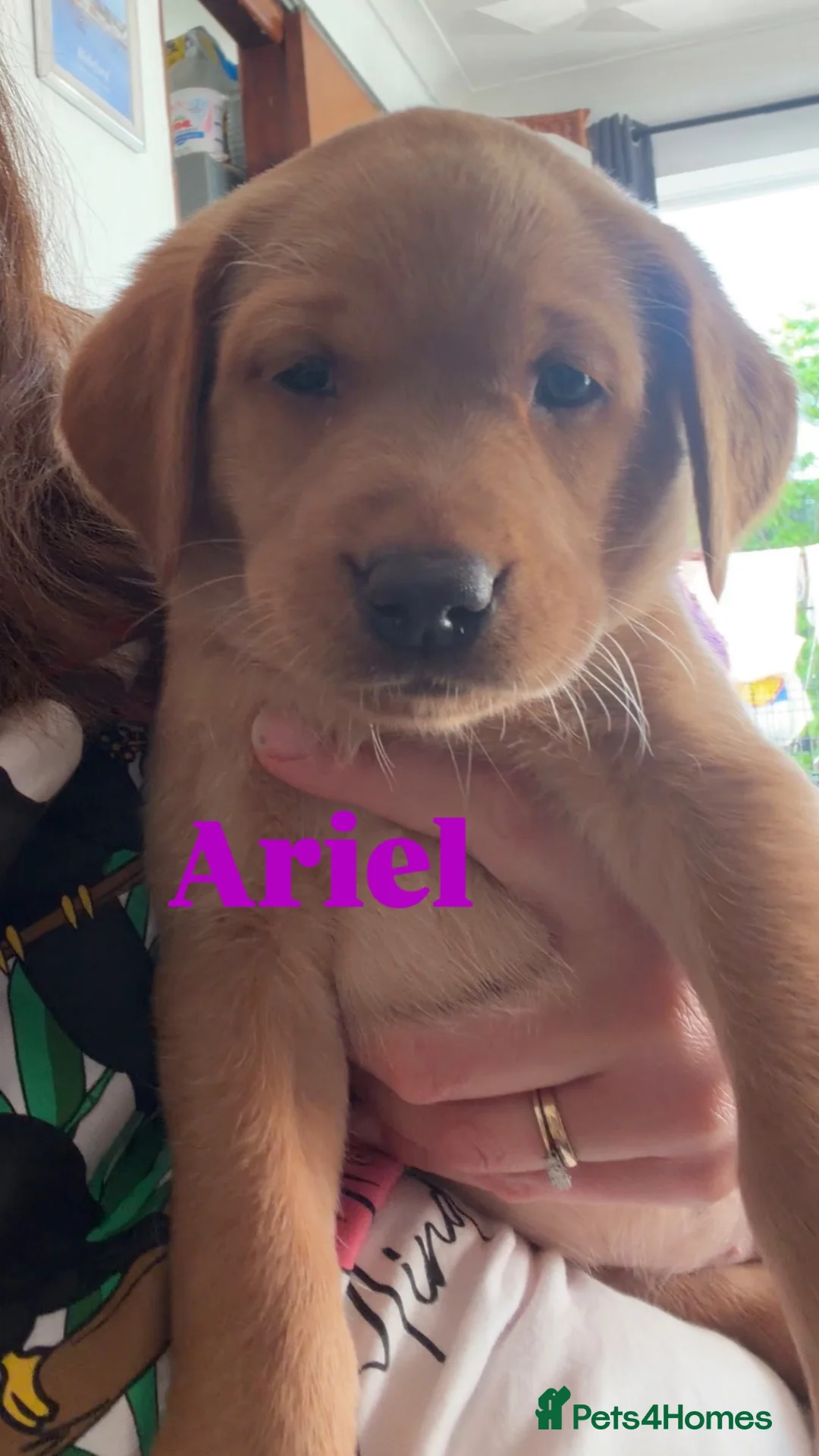 Labrador Retriever dogs for sale: One puppy left!! Health tested Labs-Yellow/Fox Red - Advert 2