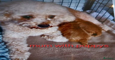 Cavapoo dogs Ruby red f1b toy cavapoo female  - Advert 2