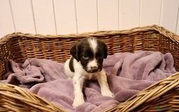 English Springer Spaniel dogs for sale: Working Bred Springer Spaniel Puppies For Sale.  - Image 14