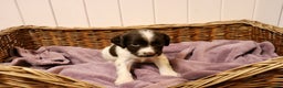 English Springer Spaniel dogs for sale: 1 BOY LEFT!! Working Bred Springer Spaniel.  - Advert 19
