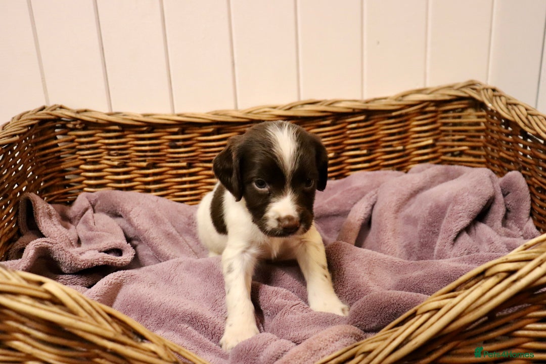 English Springer Spaniel dogs for sale: Working Bred Springer Spaniel Puppies For Sale.  - Image 14