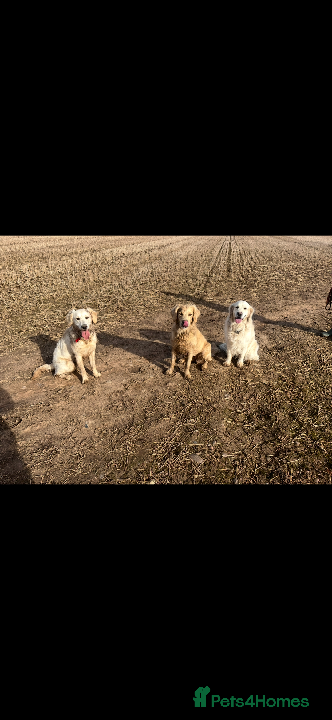 Golden Retriever dogs for sale: DOG SHARE - Advert 3