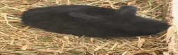 Mini Lop rabbits for sale: Beautiful Mini Lops to reserve  - Advert 19
