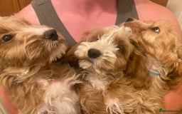 Cockapoo dogs for sale: F1 Apricot cockapoo’s boys and girls  - Image 1