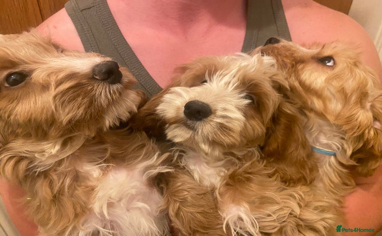 Cockapoo dogs - Advert 10