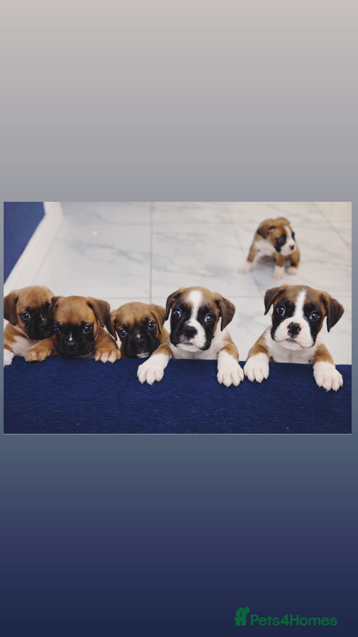 Boxer dogs KC Registered Boxer pups  - Advert 2