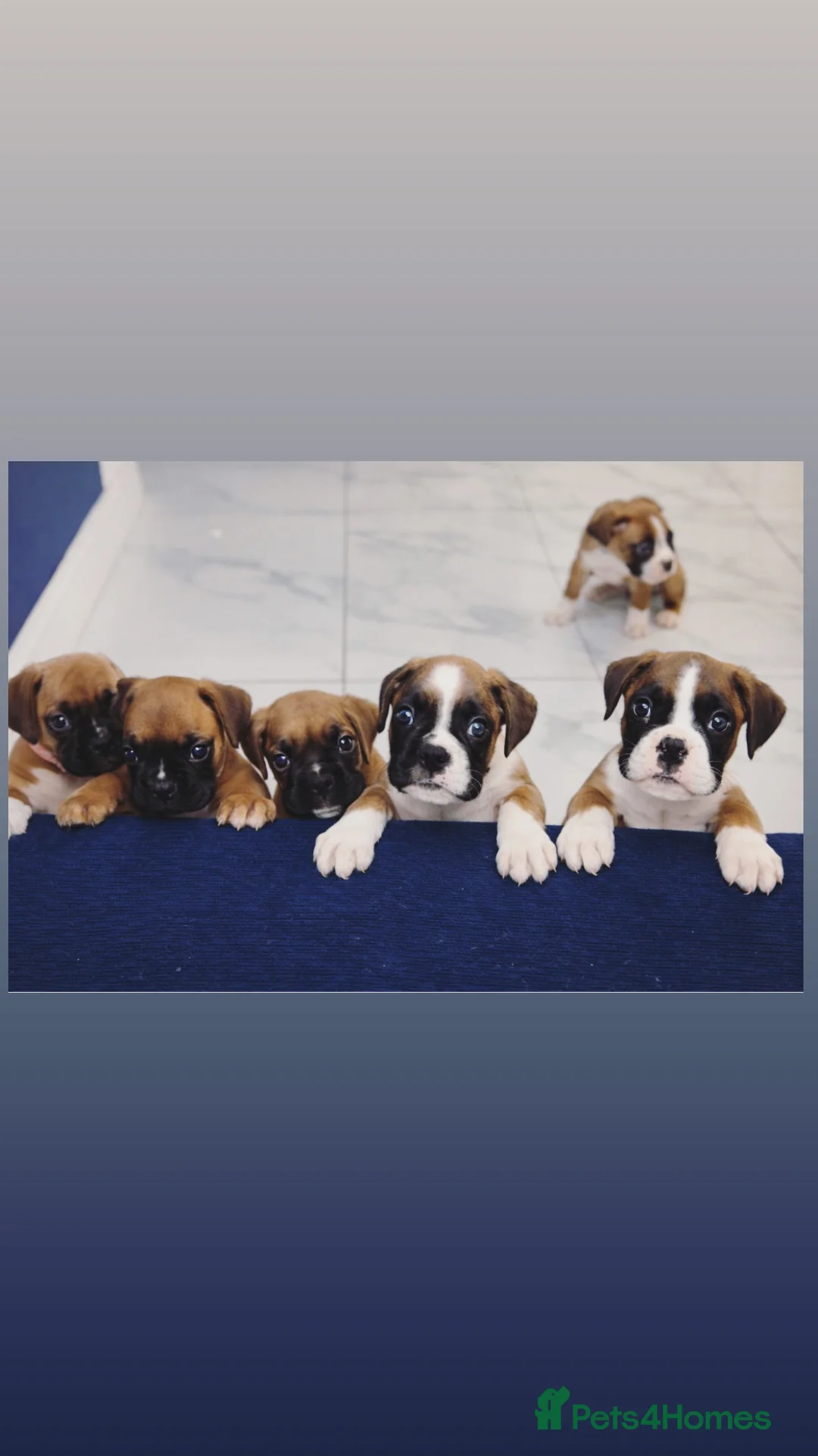 Boxer dogs for sale: KC Registered Boxer pups  - Advert 1