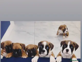Boxer dogs KC Registered Boxer pups - Advert 2