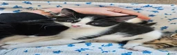 Mixed Breed cats for sale: Beautiful kittens ready now - Advert 1