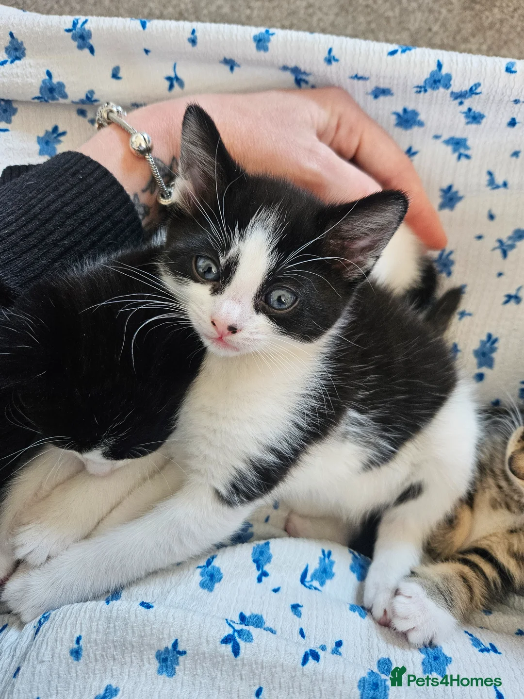 Mixed Breed cats for sale: Beautiful kittens ready now - Advert 1