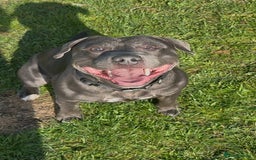 Staffordshire Bull Terrier dogs for stud: 💙Blue Staffordshire Bull Terrier Stud💙 - Image 1