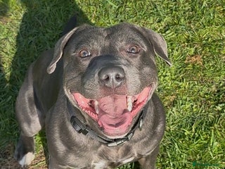 Staffordshire Bull Terrier dogs - Advert 23