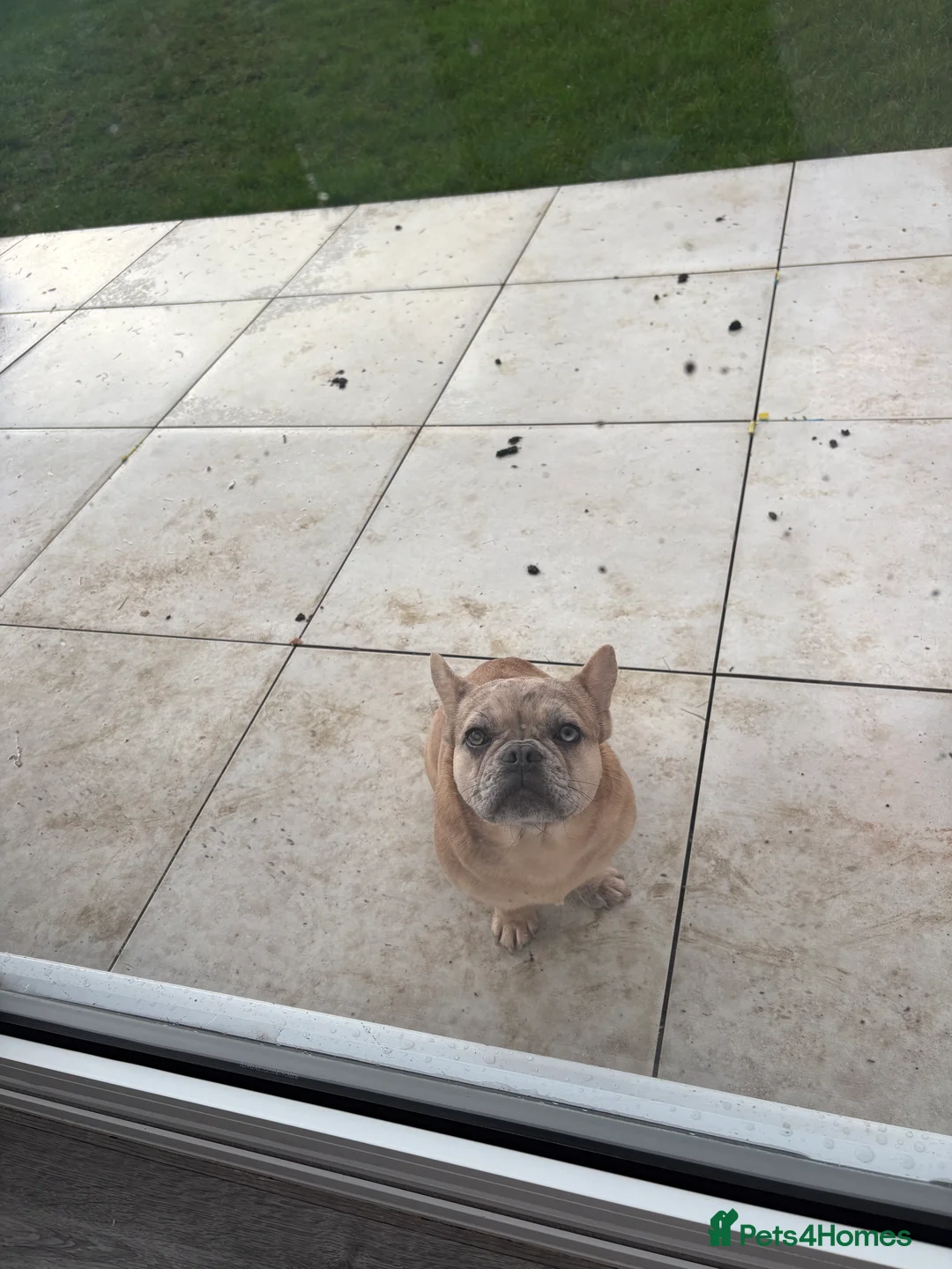 French Bulldog dogs for sale: Dapple Frenchbulldog - Advert 1