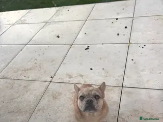 French Bulldog dogs Dapple Frenchbulldog - Advert 1