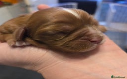 Cavalier King Charles Spaniel dogs for sale: Beautiful ruby ckcs puppies - Advert 11