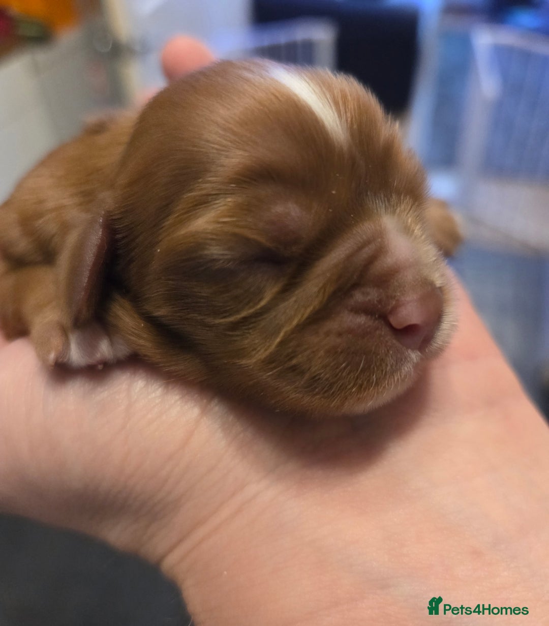 Cavalier King Charles Spaniel dogs for sale: Beautiful ruby ckcs puppies - Advert 11