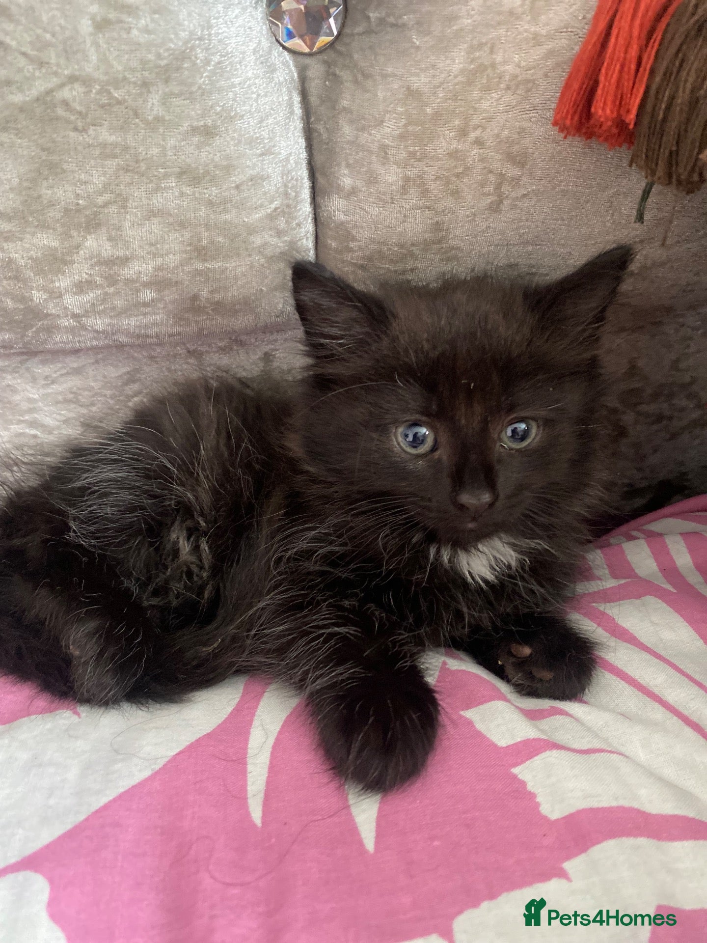 Mixed Breed cats for sale: Kittens ready today for new homes - Advert 12