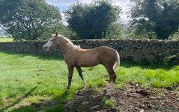 American Quarter horses for sale: GI Wimpys lil Crome  - Image 6