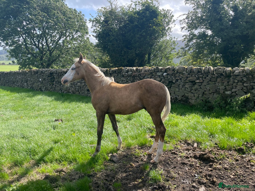 American Quarter horses for sale: GI Wimpys lil Crome  - Image 6