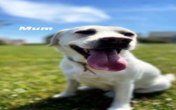Labrador Retriever dogs for sale: Show Type Chunky Labradors  - Image 8